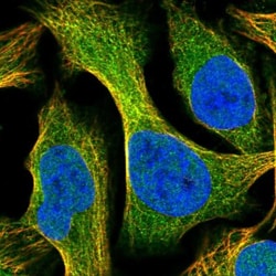 SYTL5 Antibody, Novus Biologicals 0.1 mL | Buy Online | Novus Biologicals | Fisher Scientific